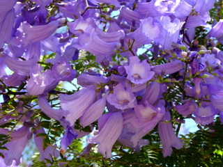 Jacarandas en Málaga